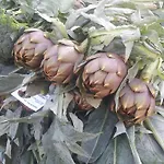Indios Pensjonat Cerda