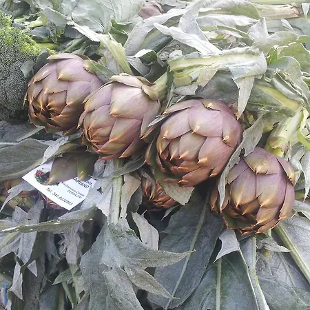 Indios Guest house Cerda